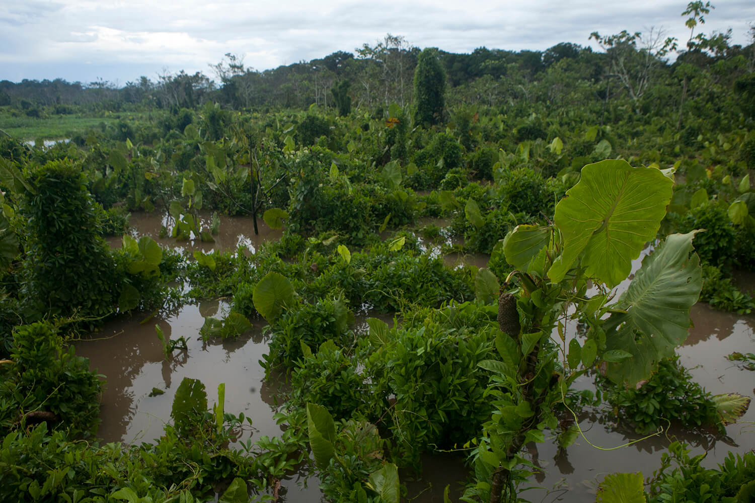 AMAZONAS 22 rio galeria_MG_4778.jpg